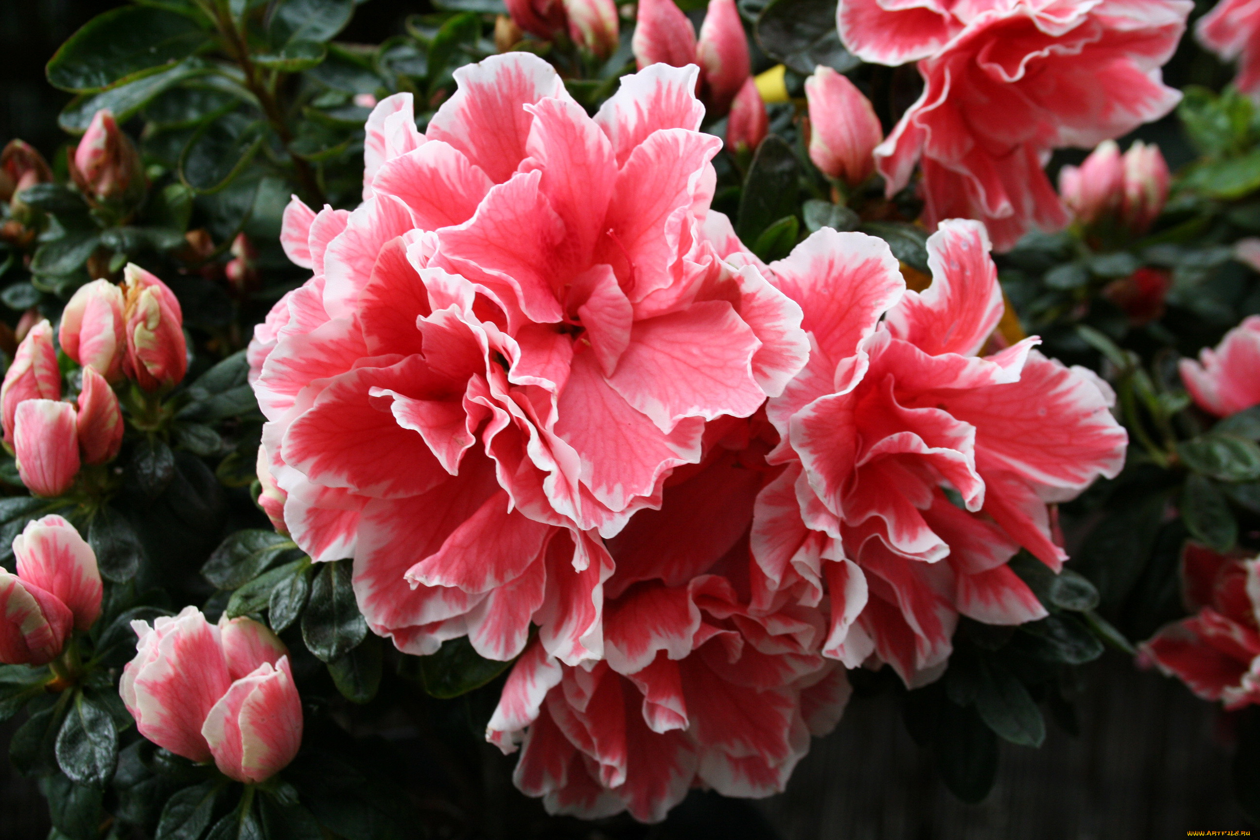 ,  , , , rhododendrons, 
